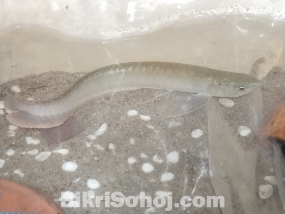 Silver arowana